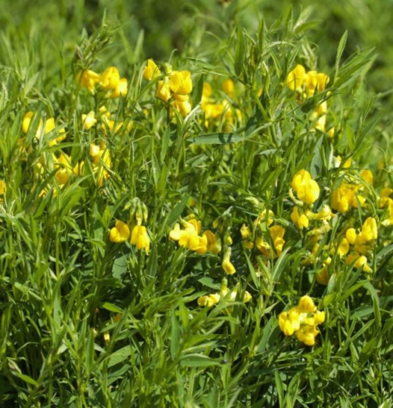 Чина Луговая (Lathyrus pratensis)