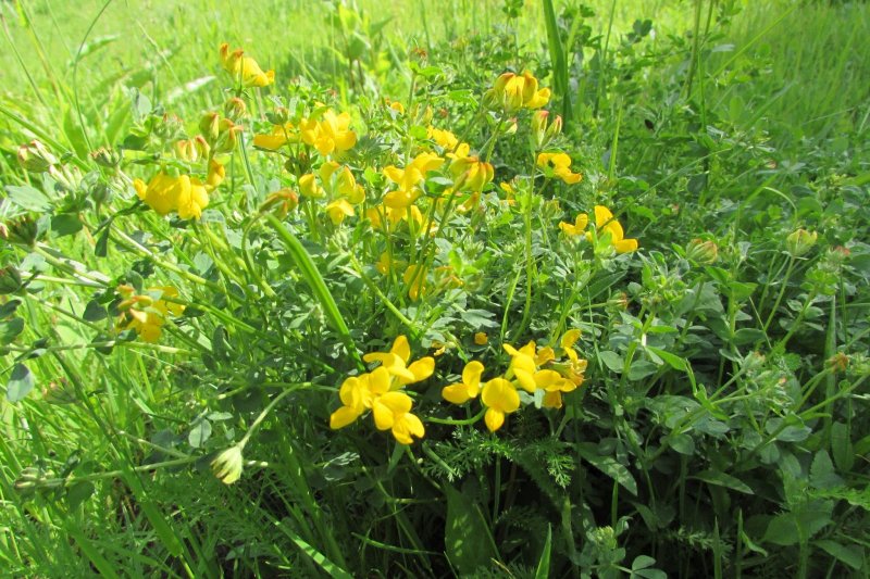 Чина Болотная Lathyrus palustris l