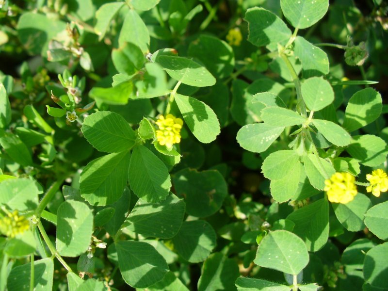 Чина клубневая (Lathyrus tuberosus l)