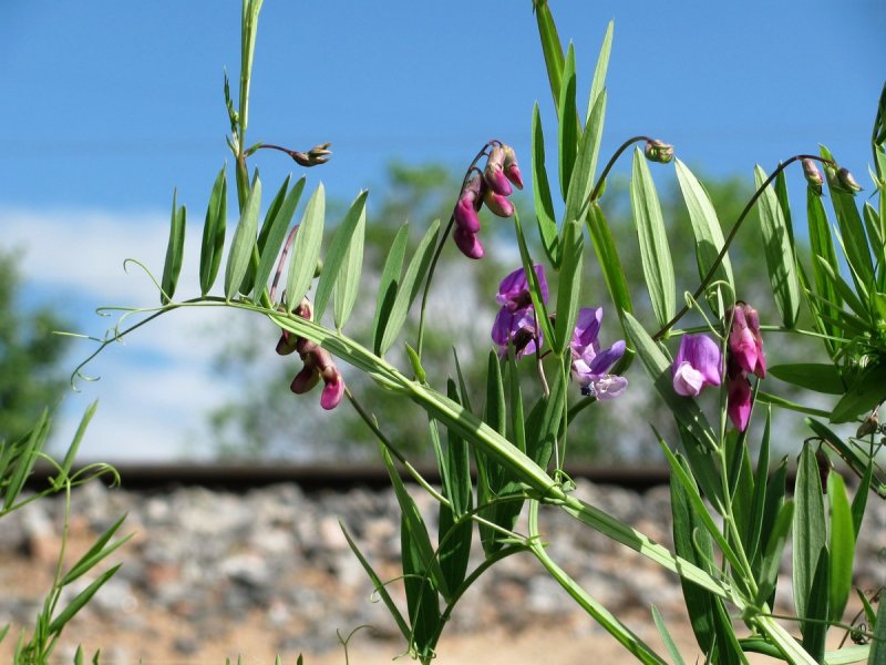 Чина Луговая (Lathyrus pratensis)