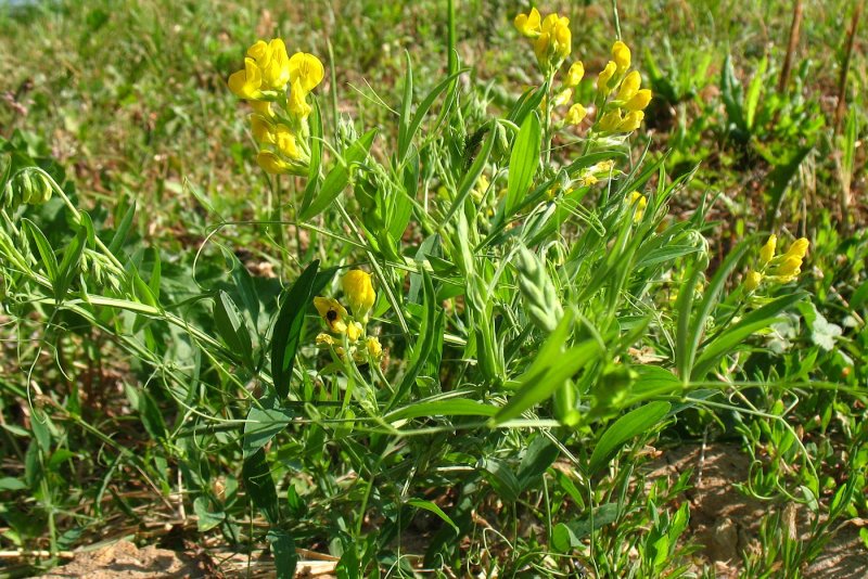 Чина (Lathyrus)