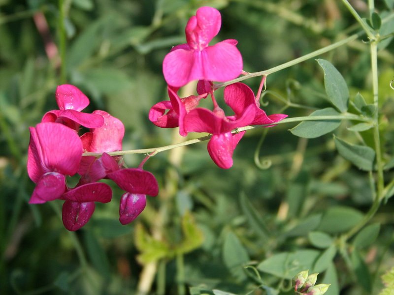 Чина клубненосная (Lathyrus tuberosus)