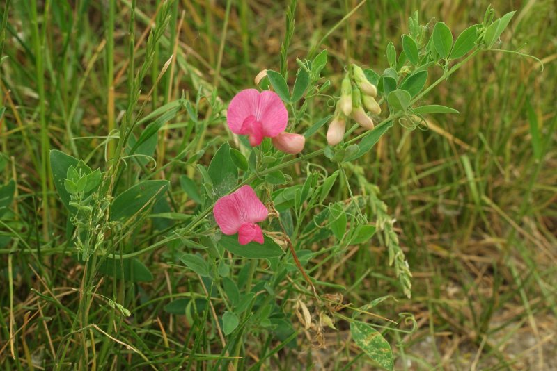 Чина клубневая (Lathyrus tuberosus)