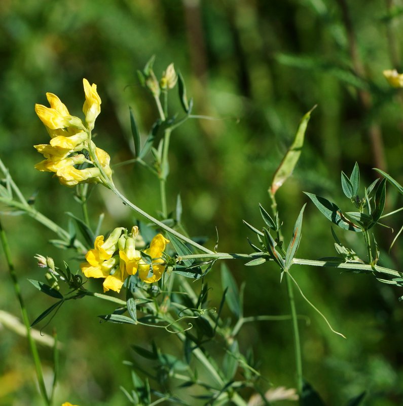 Чина клубненосная (Lathyrus tuberosus)