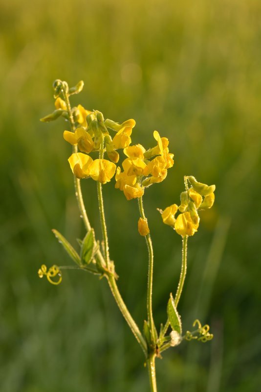 Чина посевная (Lathyrus sativus l.)