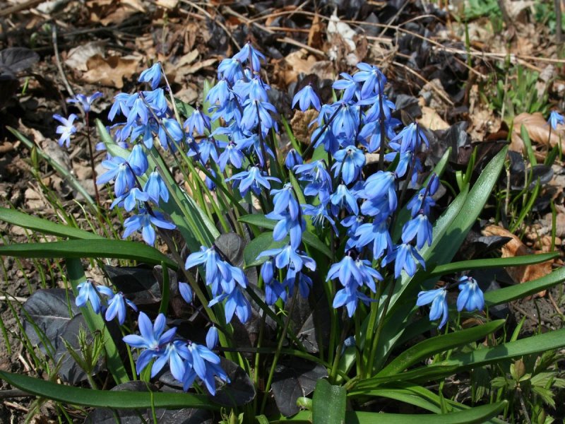 Сцилла Сибирская Scilla sibirica