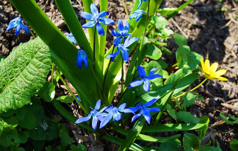Scilla bifolia – пролеска двулистная
