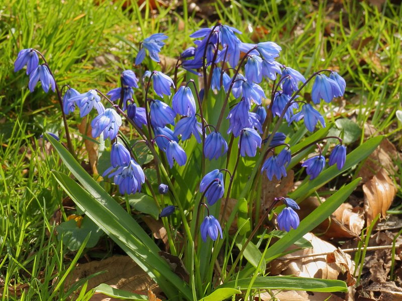 Пролеска Сибирская Scilla Siberica