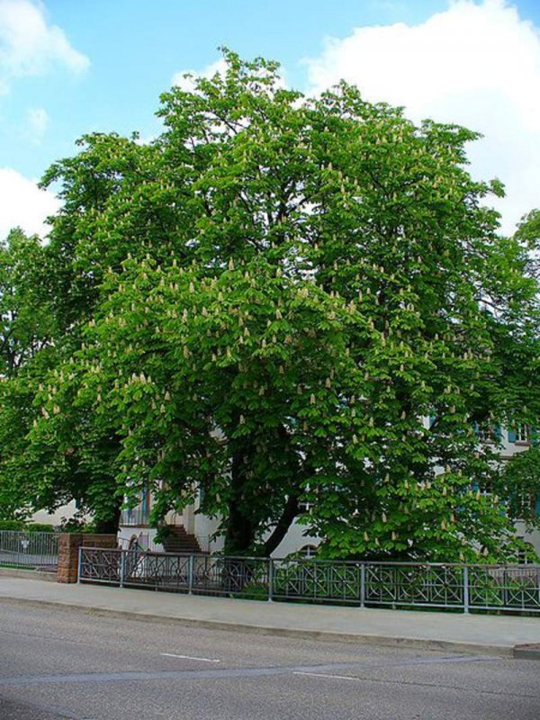 Каштан обыкновенный (Aesculus hippocastanum)