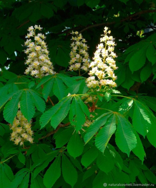 Каштан конский (Aesculus)