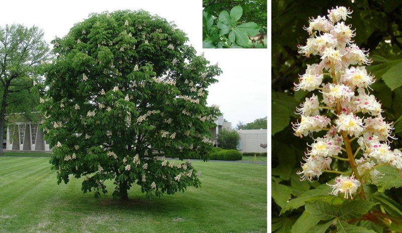 Каштан конский (Aesculus hippocastanum)
