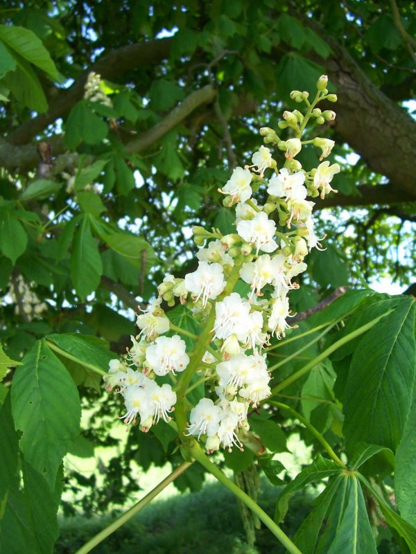Каштан (Aesculus hippocastanum)