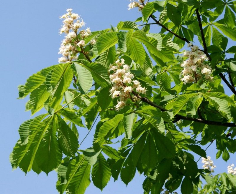 Каштан конский (Aesculus)