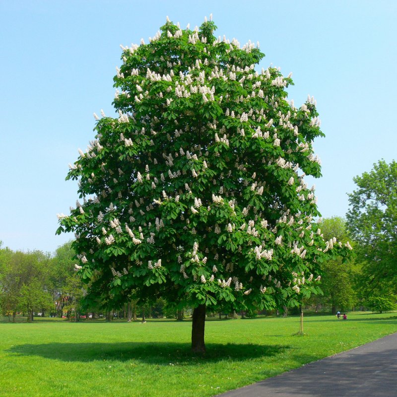 Каштан конский (Aesculus hippocastanum)
