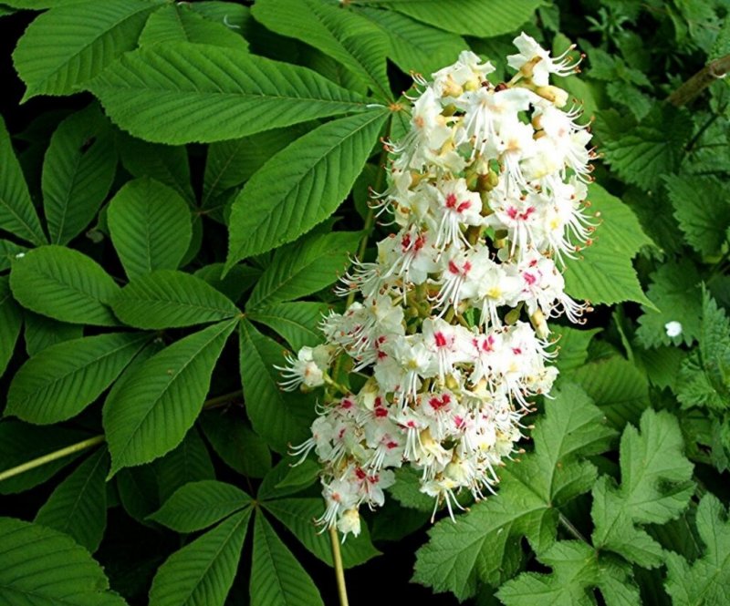 Конский каштан обыкновенный Aesculus hippocastanum