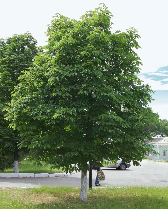 Каштан конский (Aesculus)