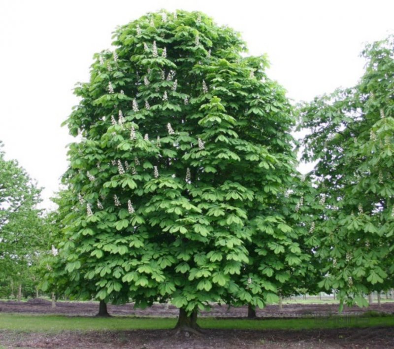 Каштан (Aesculus hippocastanum)