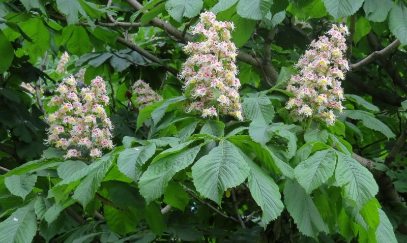 Конский каштан обыкновенный Aesculus hippocastanum