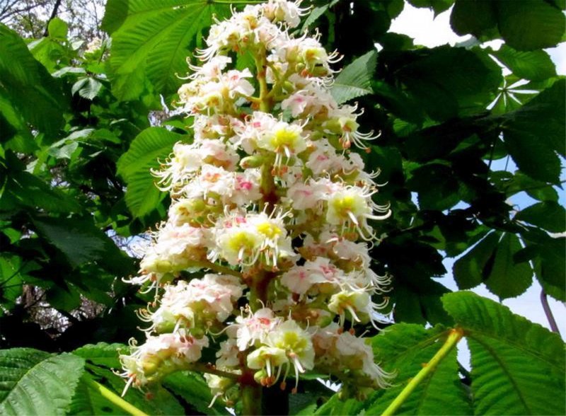 Каштан конский (Aesculus hippocastanum)