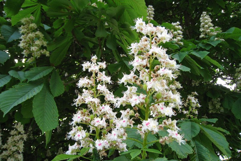 Конский каштан обыкновенный Aesculus hippocastanum