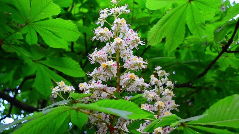 Aesculus hippocastanum baumannii