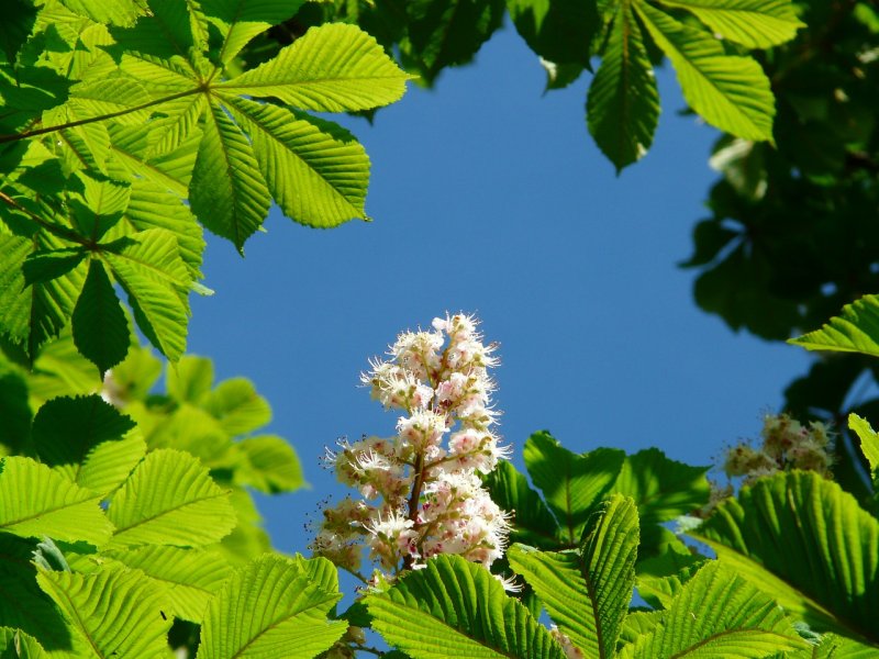Aesculus chinensis