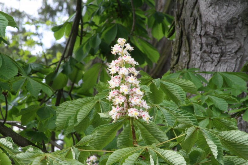 Конский каштан обыкновенный Aesculus hippocastanum