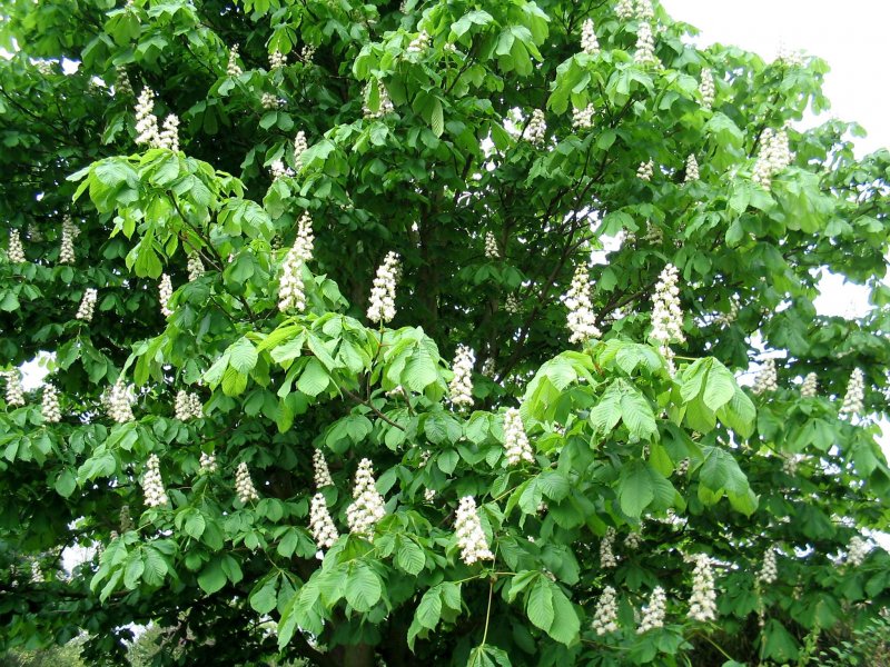 Каштан низкорослый (Castanea pumila)