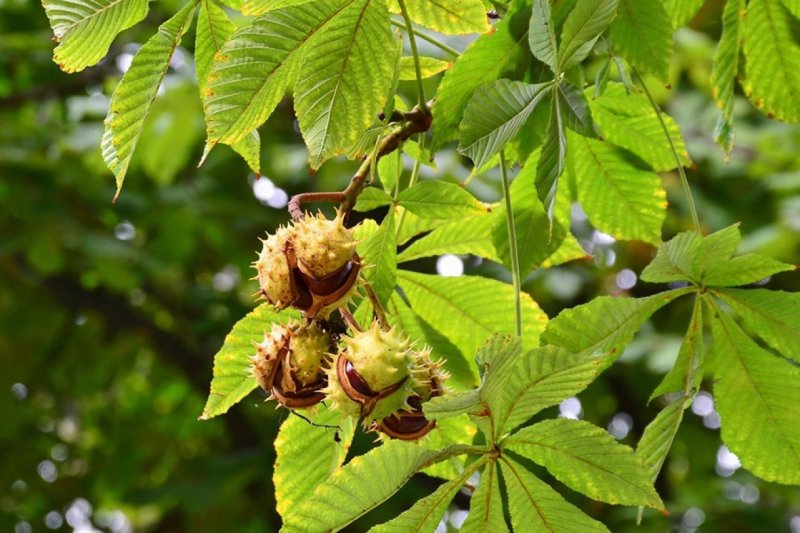 Каштан (Aesculus hippocastanum)