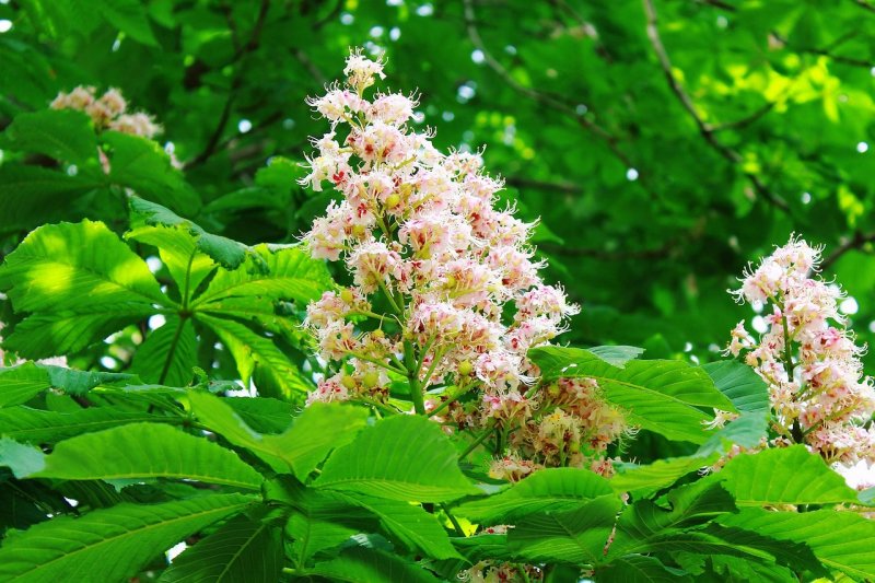 Каштан "Castanea"