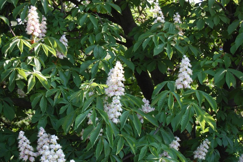 Конский каштан обыкновенный Aesculus hippocastanum