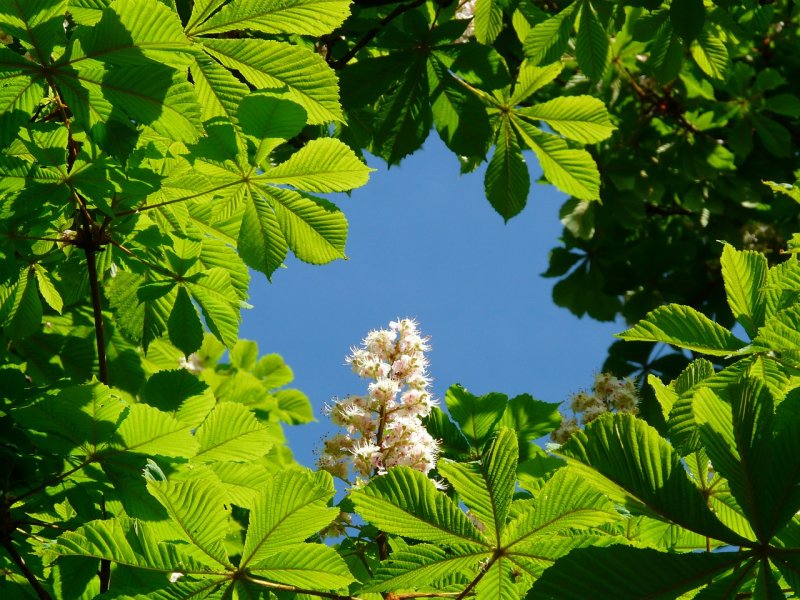 Каштан конский Aesculus hippocastanum аллеи