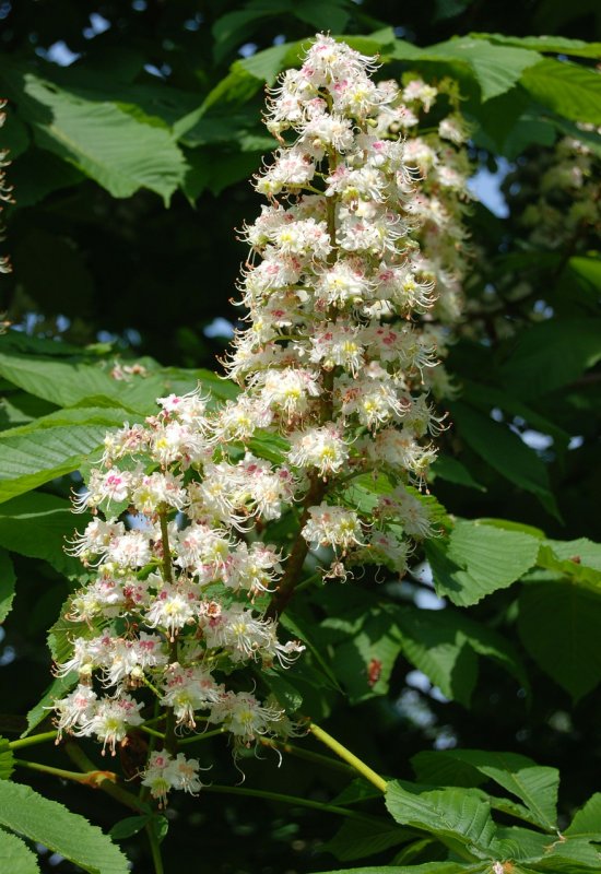 Конский каштан обыкновенный Aesculus hippocastanum