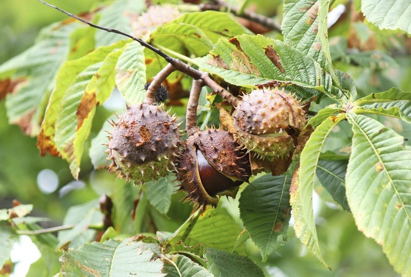 Каштан конский (Aesculus hippocastanum l.).