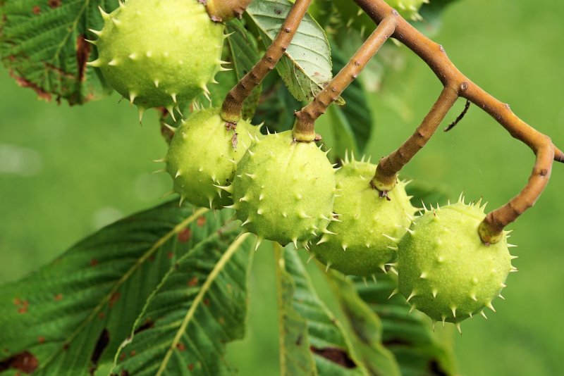 Каштан "Castanea"