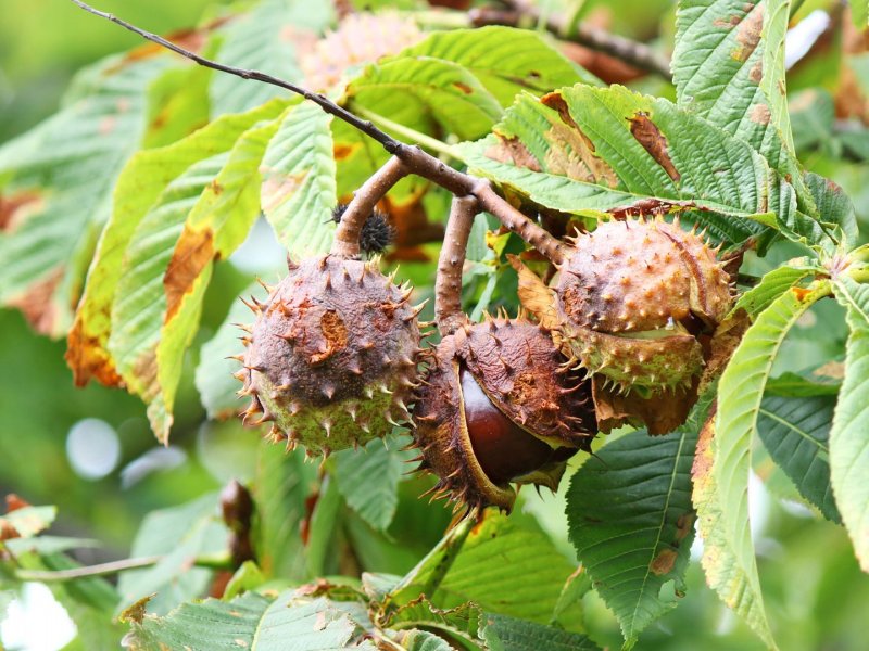 Каштан конский (Aésculus hippocástanum)