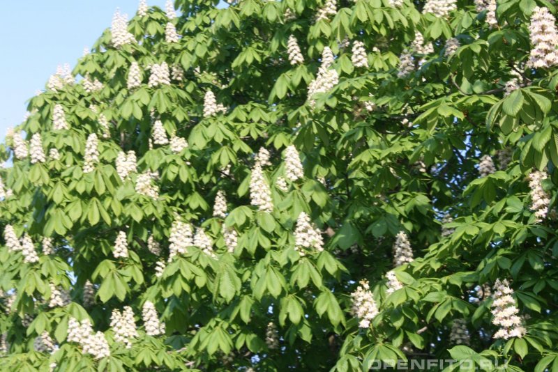 Каштан (Aesculus hippocastanum)