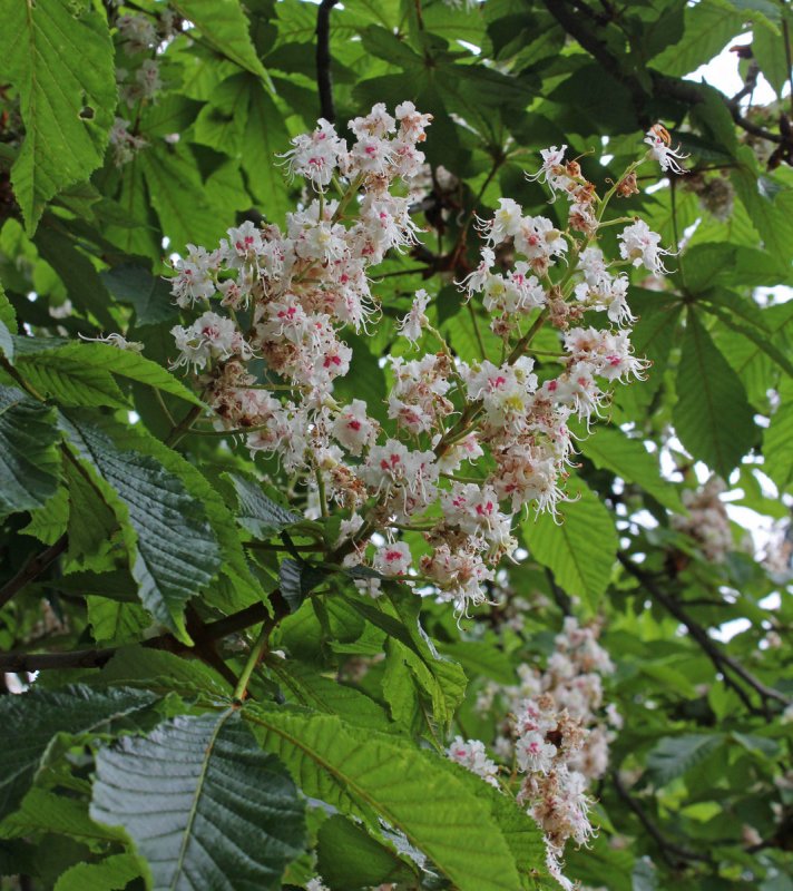 Каштан (Aesculus hippocastanum)