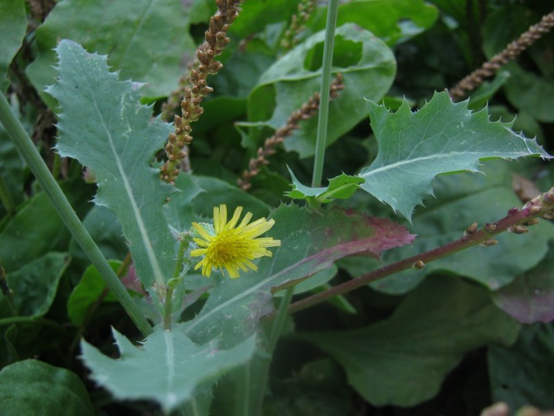 Осот огородный (Sonchus oleraceus l.)