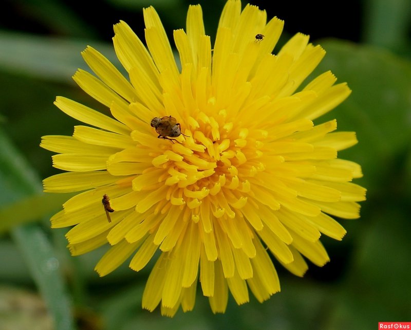 Осот шероховатый (Sonchus Asper l.)
