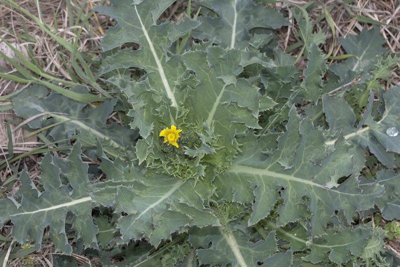 Sonchus oleraceus