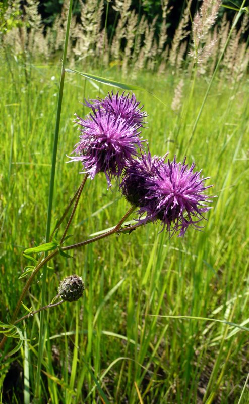 Sonchus oleraceus