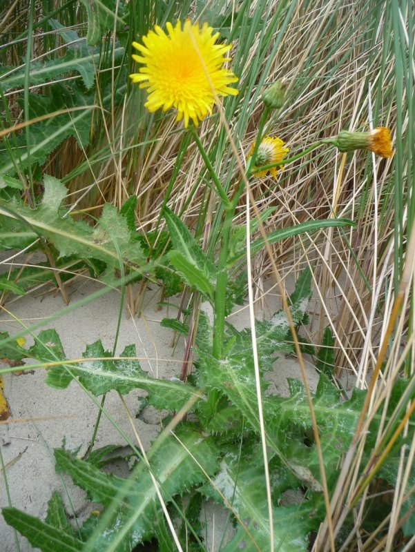 Осот полевой - Sonchus arvensis l.