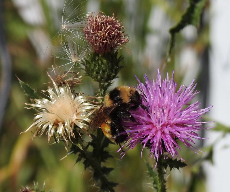 Бодяк полевой (Cirsium arvense SCOP.)