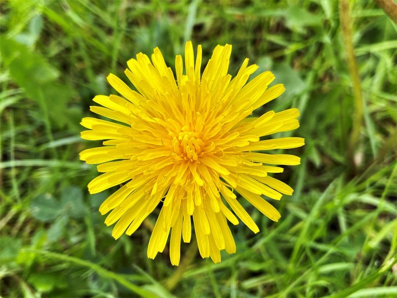 Осот шероховатый (Sonchus Asper l.)