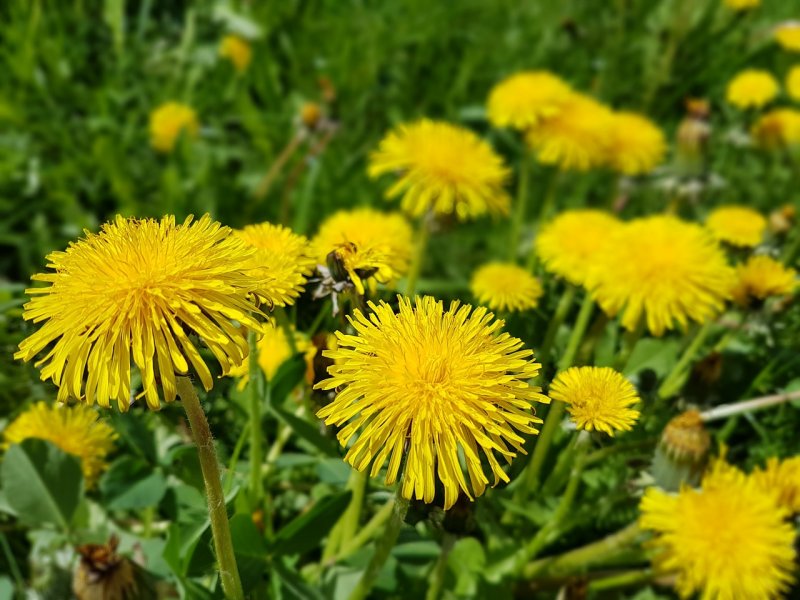 Осот огородный (Sonchus oleraceus l.)