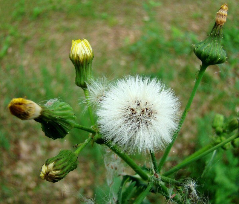 Sonchus oleraceus