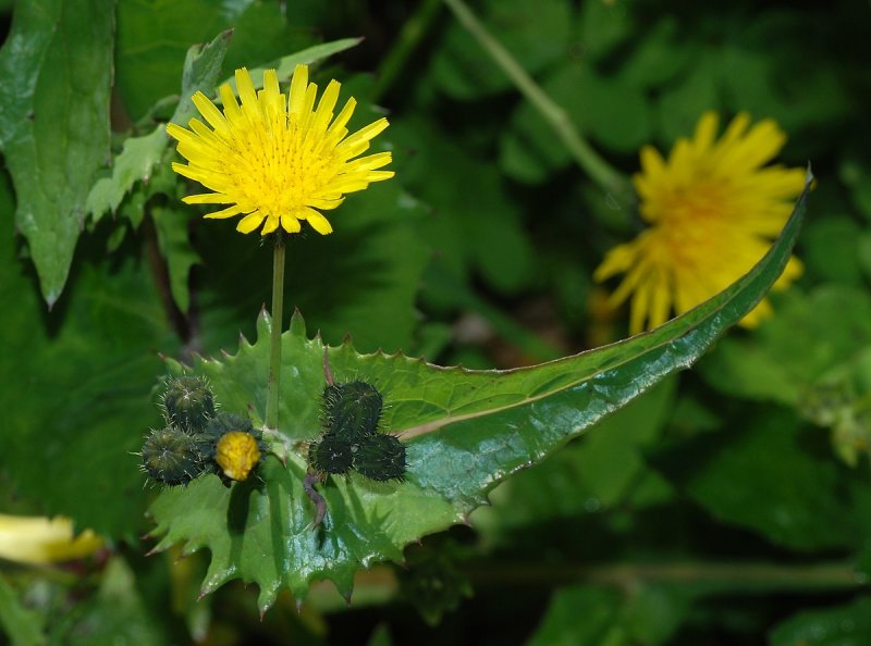 Осот полевой (Sonchus arvensis),