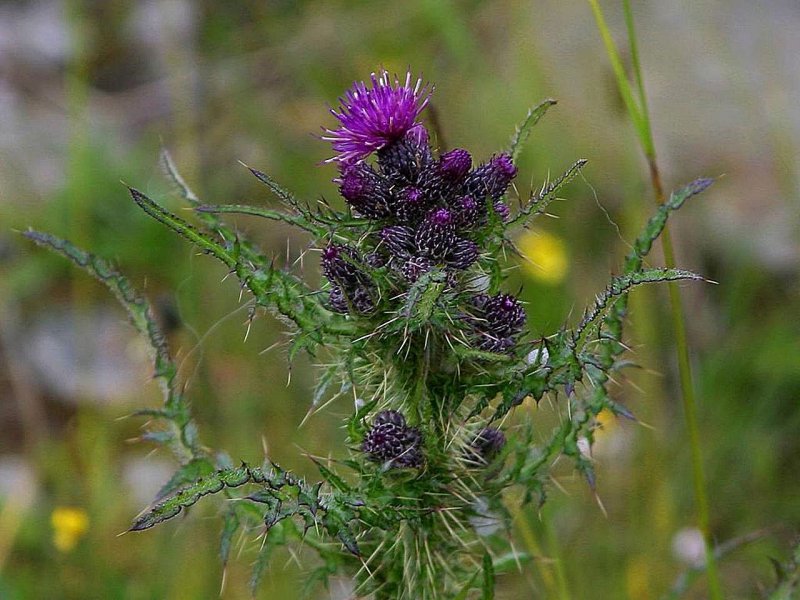 Бодяк полевой (Cirsium arvense)