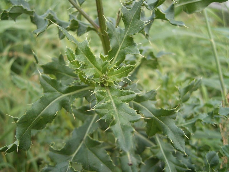 Осот болотный (l. Sonchus palustris)